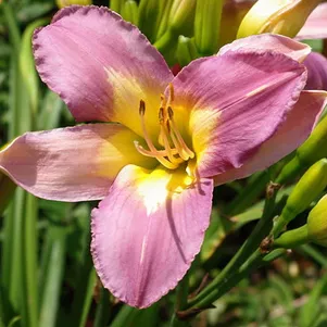 Лилейник Нил Крейн 450₽