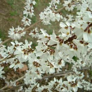 

Абелиолистник (Форзиция белая)