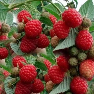 

Малина Августовское чудо ремонтантная крупноплодная