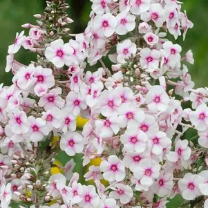 Флокс Дельта пирамидальный 390₽