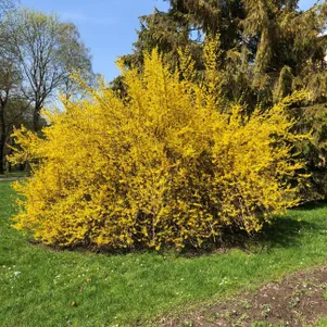 

Форзиция промежуточная