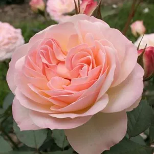 

Роза Фондант флорибунда, Imperial Rose
