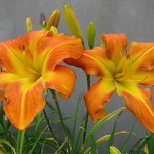 

Лилейник Каррик Уилдон