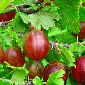 

Крыжовник Майский герцог