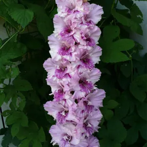 

Гладиолус Гостья из будущего