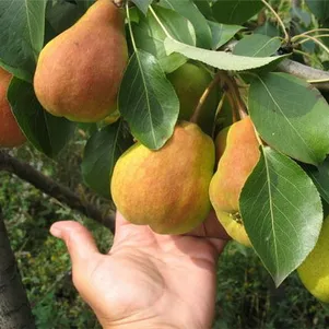 

Груша Детская