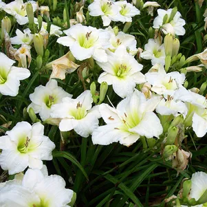 Лилейник Джентл Шеферд 450₽