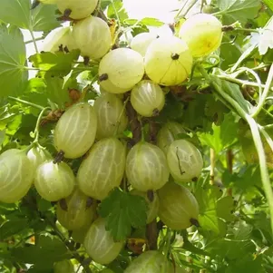 

Крыжовник Инвикта
