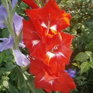 

Гладиолус Красное и белое