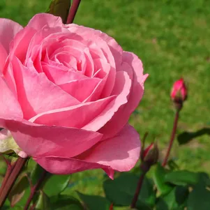 

Роза Квин Элизабет чайно-гибридная, Imperial Rose