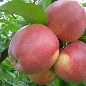 

Яблоня Лигол