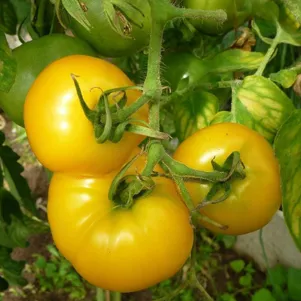 Томат Медово-сахарный 20 шт цвп Семена Сибирский сад 45₽