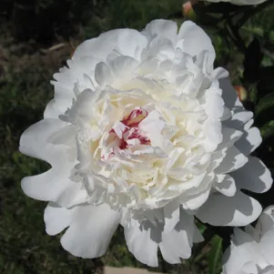 

Пион Фестива Суприм