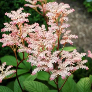 

Роджерсия Ди Шон перистая