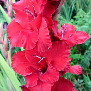 

Гладиолус Рубин