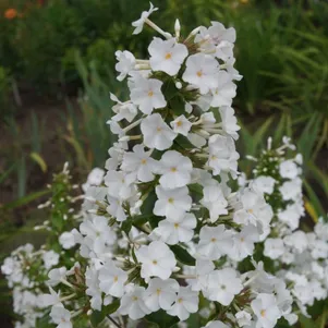 Флокс Шнелавин пирамидальный 460₽