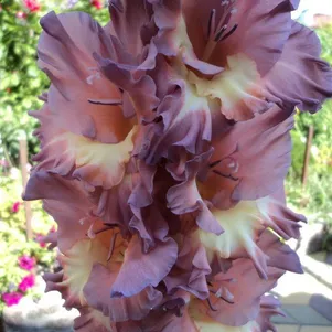 

Гладиолус Таинственная Атлантида