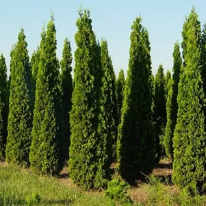 Туя западная Дегрут Спайр 590₽