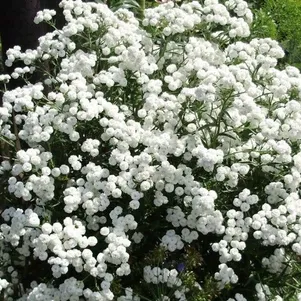 

Тысячелистник Зе перл