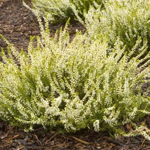 Вереск Сенди 690₽