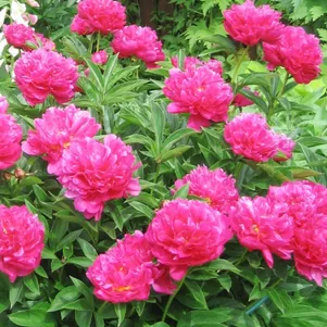 

Пион Виктор Де Ла Марне