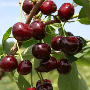 

Вишня Жуковская