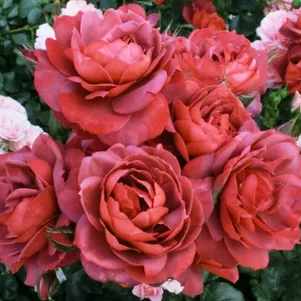 

Роза Хот Шоколад, Викс (лиц)