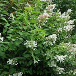 Гортензия Брюссель Лейс Брюссельское кружево метельчатая 550₽