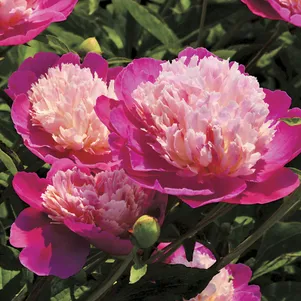 

Пион Гай Пари