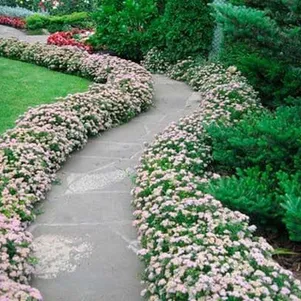 

Живая изгородь: Спирея Литл Принцесс 10шт