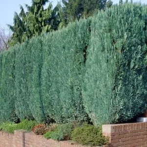 

Живая изгородь: Можжевельник китайский Стрикта 10шт