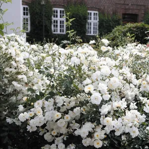 

Роза Шнеекенигин почвопокровная, Тантау (лиц)