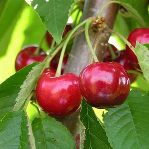 

Черешня Донецкая красавица крупноплодная