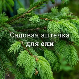 

Аптечка для елей
