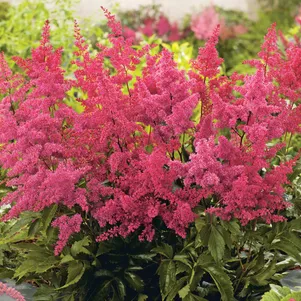 

Астильба Арендса Ред Шарм