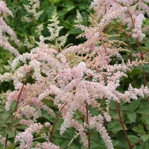 Астильба Тунберга Моерхейм 350₽