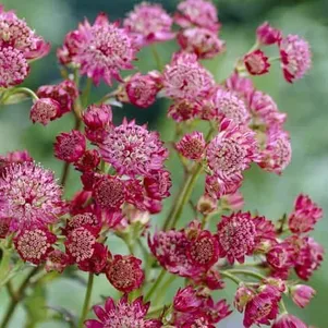 

Астранция Ларс крупная