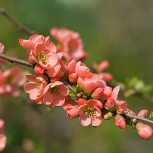 

Айва (Хеномелес) Салмон Горизон