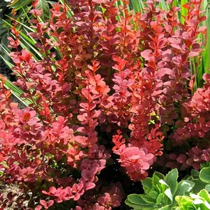 

Барбарис Тунберга Ред Карпет