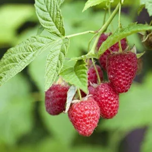 Малина Рубифолл ремонтантная 190₽