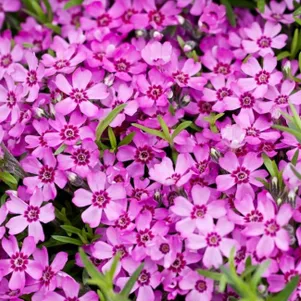 

Флокс Цвергентеппих шиловидный