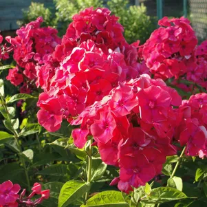 

Флокс Киев Праздничный