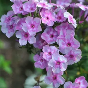 

Флокс Мулатка