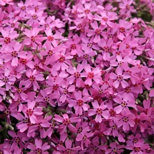 Флокс шиловидный Линдентал 390₽