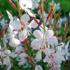 

Гаура Линдхеймера Вирлинг Баттерфлайз