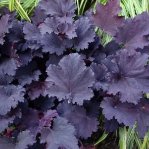 

Гейхера Бинош