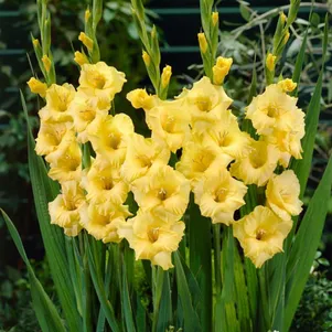 

Гладиолус Джексонвилль Голд крупноцветковый