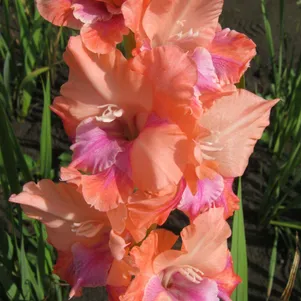 

Гладиолус Линжери