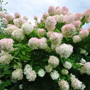 Гортензия Грандифлора Крупноцветковая метельчатая 360₽
