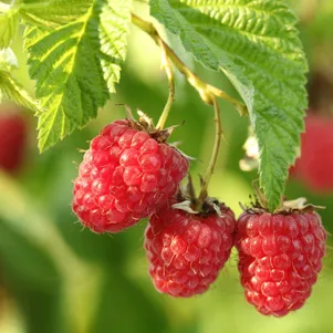 

Малина Метеор полуремонтантная красная